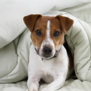 9 Small Dog Breeds You'll Fall in Love With