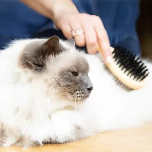 A Guide to Grooming Your Ageing Cat
