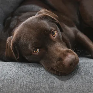 Addison’s Disease in Dogs