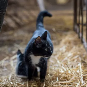 Adopting a Farm or Barn Cat Here is What to Expect