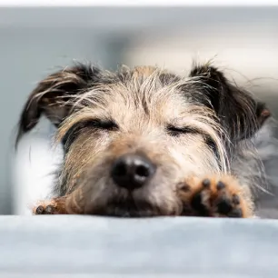 Adopting an Older Dog