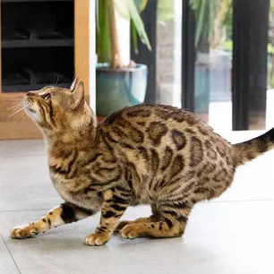 Aggressive Behaviour in Cats