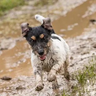 Alabama Rot in Dogs