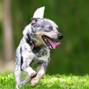 All About Dog Zoomies