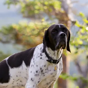 All About Your Dog’s Sense of Smell