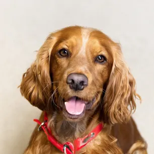 An Introduction To Dog Types