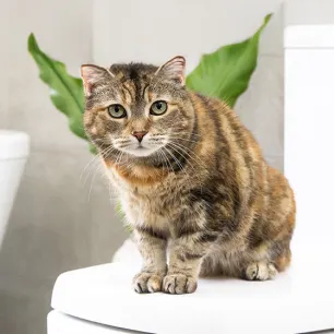Antibiotics for Cats: What You Need to Know