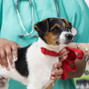 Are Antibiotics Safe for Dogs