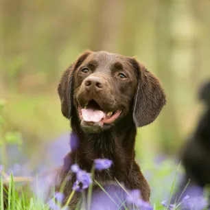Are Bluebells Poisonous to Dogs?