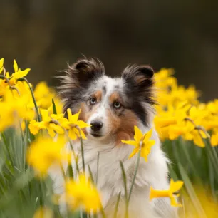 Are Daffodils Poisonous to Dogs The Signs to Look Out For