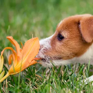 Are Lilies Poisonous to Dogs