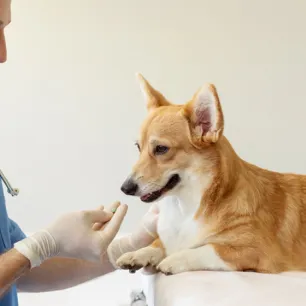 Are Pain Relievers Safe for Dogs