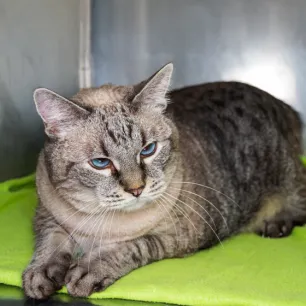 Arthritis in Cats