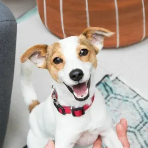 Attention-seeking dog behaviour