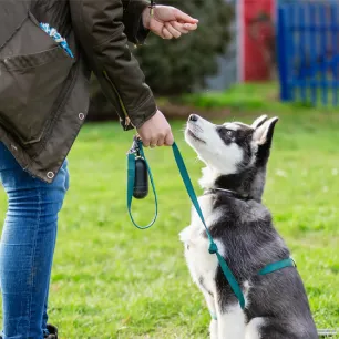 Basic Dog Training Commands