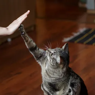Benefits of Having a Cat