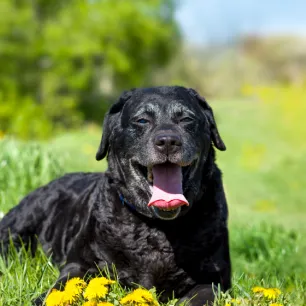 Best Black Dog Names: The Ultimate List