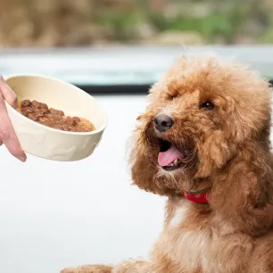 Best Dog Food for Your Pet