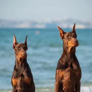 Best Guard Dogs