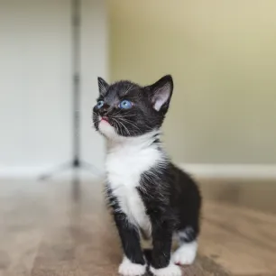 Black Cats with Blue Eyes All Your Questions Answered