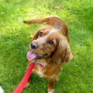 Brain Games and Puzzles to Play with Your Puppy