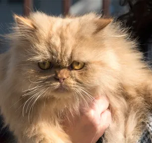 Breathing Problems in Flat-faced Cat Breeds