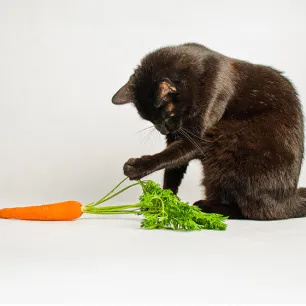 Can Cats Eat Carrots