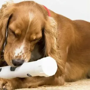 Adopting a Dog or Puppy