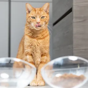 Can Cats Eat Dog Food?