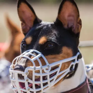 Article%20Hero%20muzzle