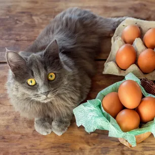 Can Cats Eat Eggs
