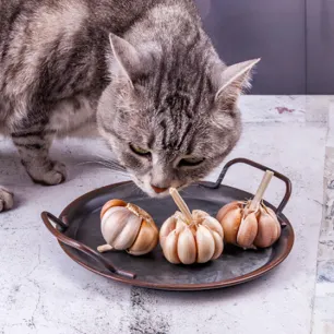 Can Cats Eat Garlic