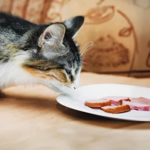 Can Cats Eat Ham