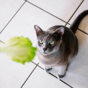 Can Cats Eat Lettuce - Is This Leafy Vegetable Safe for Cats