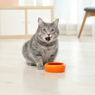 Can Cats Eat Oatmeal