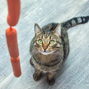 Can Cats Eat Sausage