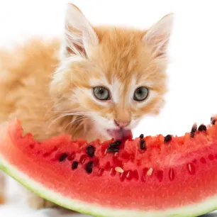 Can Cats Eat Watermelon