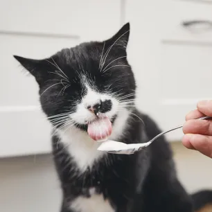 Can Cats Eat Yogurt