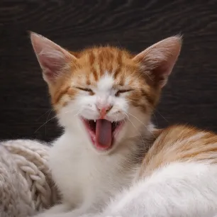 Can Cats Laugh and Smile