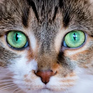 Can Cats See Colour
