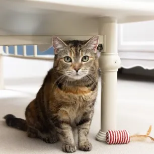 Can Cats See Ghosts