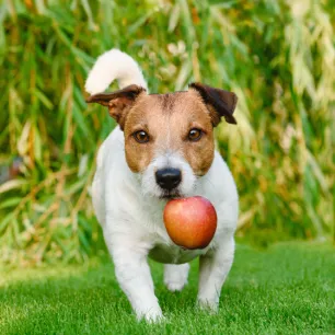 Can Dogs Eat Apple Sauce