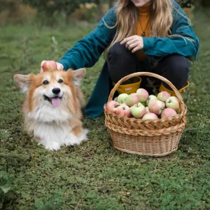 Can Dogs Eat Apples