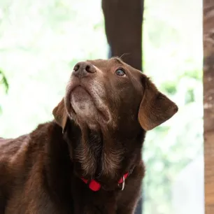 Can Dogs Eat Baked Beans