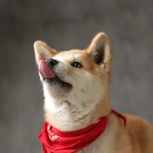 Can Dogs Eat Black Pudding