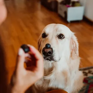 Can Dogs Eat Blueberries?