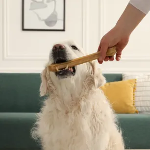 Can Dogs Eat Bones