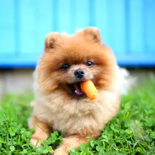 Can Dogs Eat Carrots