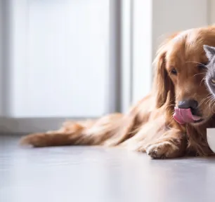 Can Dogs Eat Cat Food