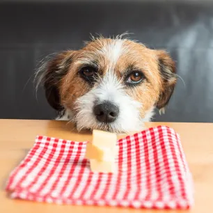 Can Dogs Eat Cheese?
